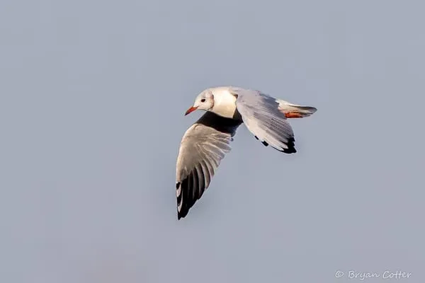 Black-headed Gull