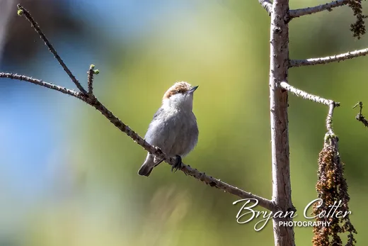 Brown-headed Nuthatch