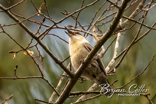 Brown-headed Nuthatch