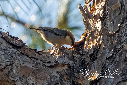 Brown-headed Nuthatch