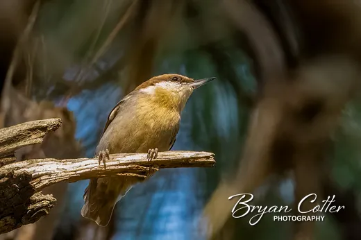 Brown-headed Nuthatch