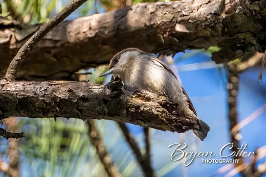 Brown-headed Nuthatch