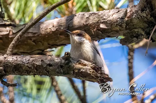 Brown-headed Nuthatch