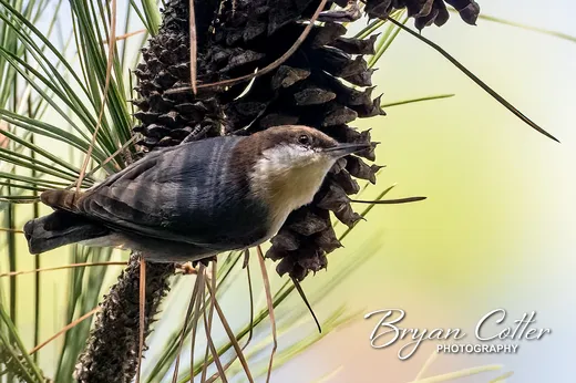 Brown-headed Nuthatch