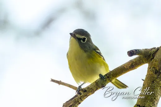 Blue-headed Vireo photographed in Texas by Bryan Cotter