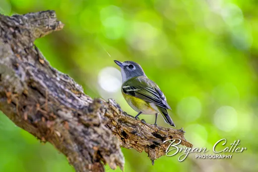 Blue-headed Vireo