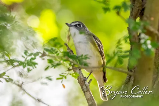 Blue-headed Vireo