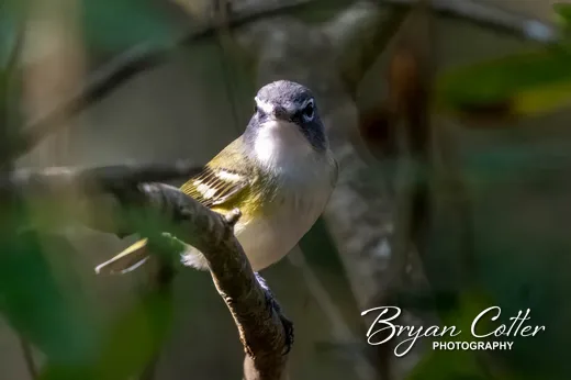 Blue-headed Vireo