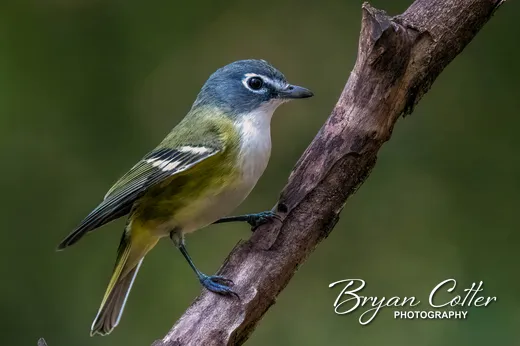 Blue-headed Vireo