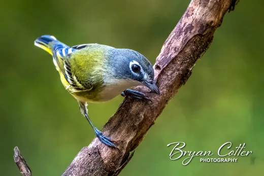 Blue-headed Vireo
