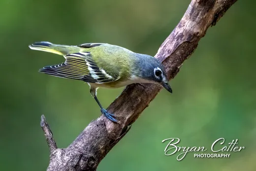 Blue-headed Vireo