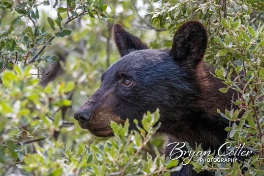 Black Bear