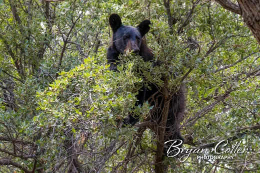 Black Bear