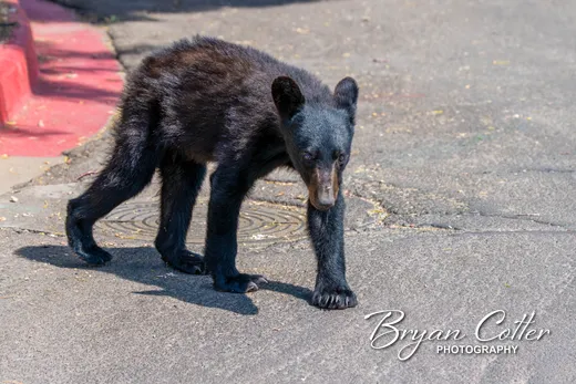 Black Bear