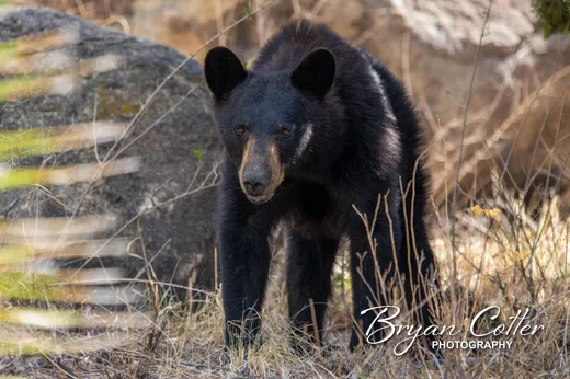 Black Bear