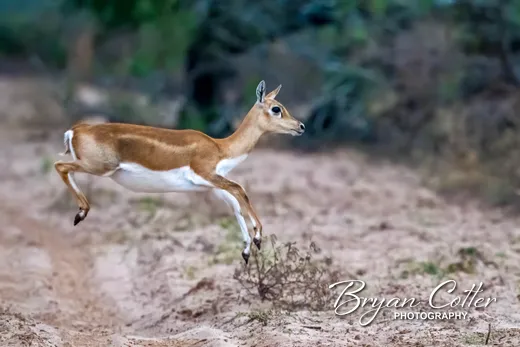 Blackbuck