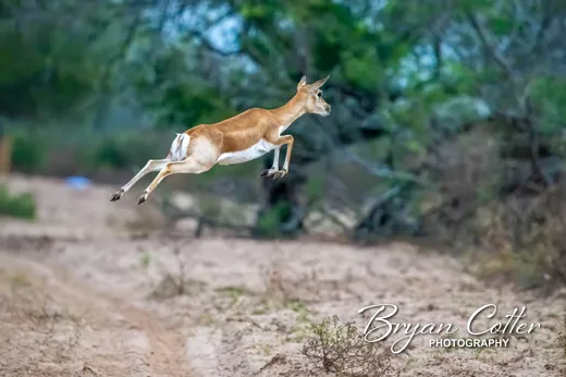 Blackbuck