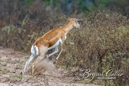 Blackbuck