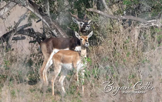 Blackbuck