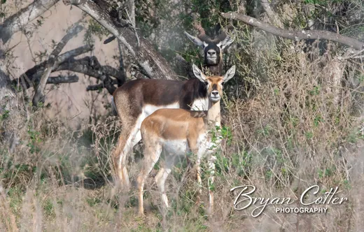 Blackbuck