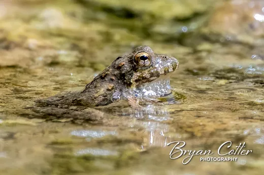 Reptiles & Amphibians photography