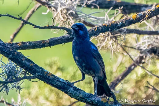Blue Bunting