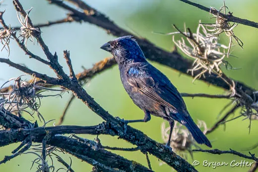 Blue Bunting