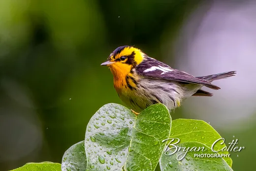 Blackburnian Warbler photographed in Texas by Bryan Cotter
