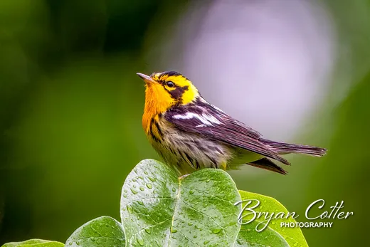 Blackburnian Warbler
