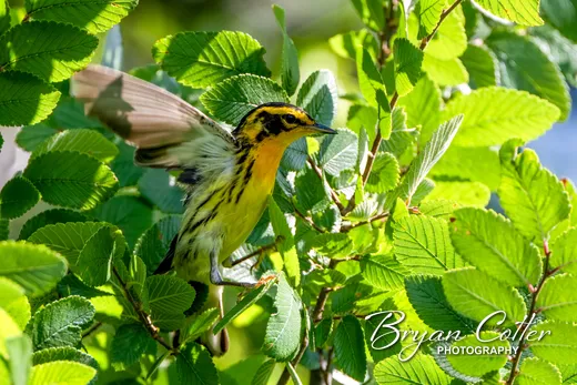 Blackburnian Warbler