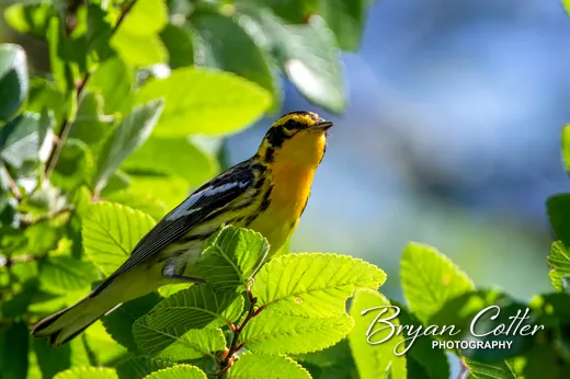 Blackburnian Warbler