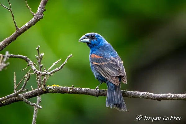 Blue Grosbeak