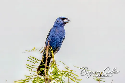 Blue Grosbeak