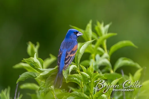 Blue Grosbeak