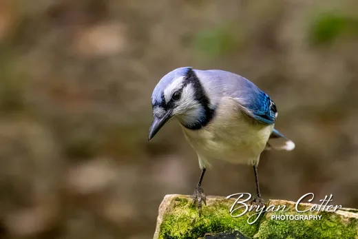 Blue Jay