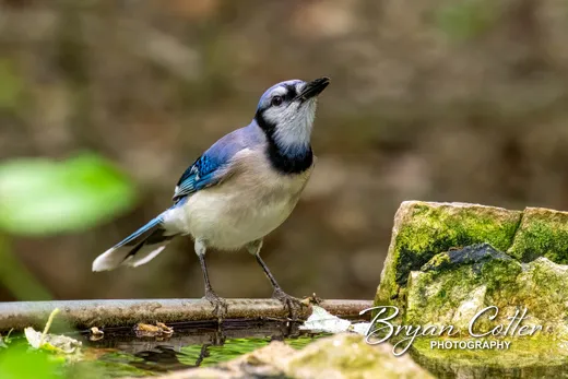 Blue Jay