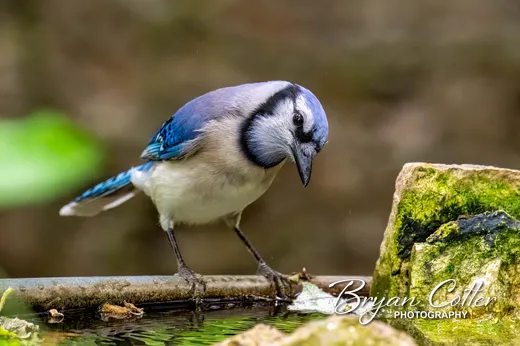 Blue Jay