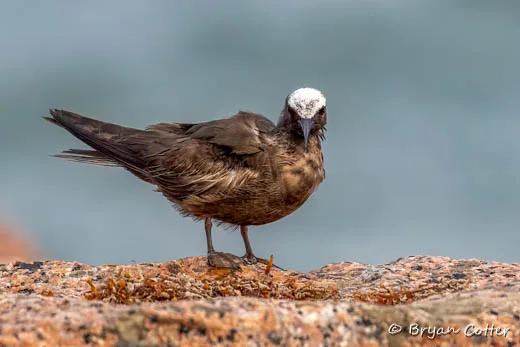 Black Noddy