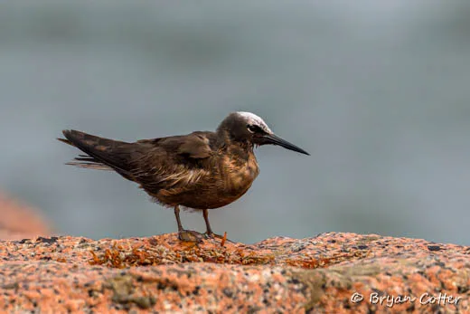 Black Noddy