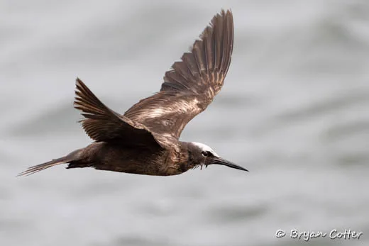 Black Noddy