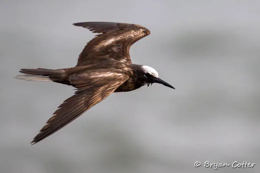 Black Noddy