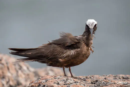 Black Noddy