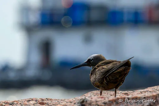 Black Noddy