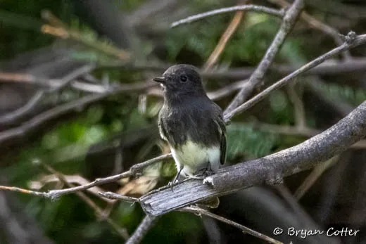 Black Phoebe photographed in Texas by Bryan Cotter