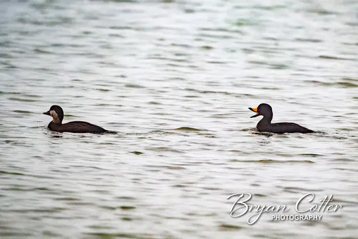 Black Scoter