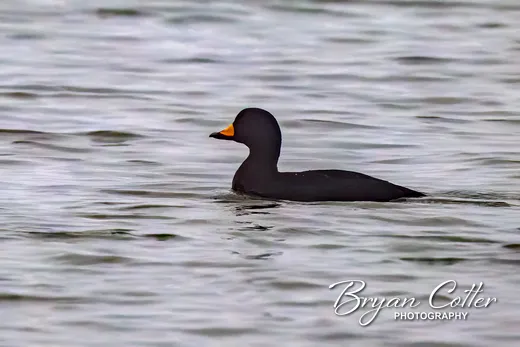 Black Scoter
