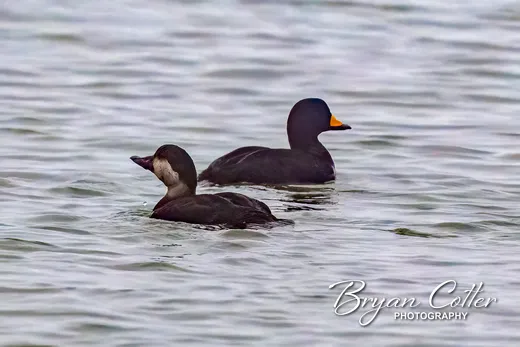 Black Scoter