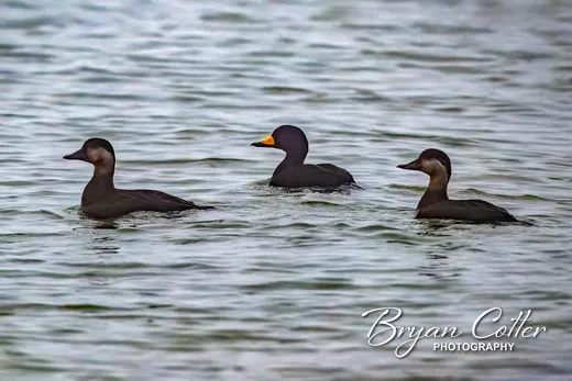 Black Scoter