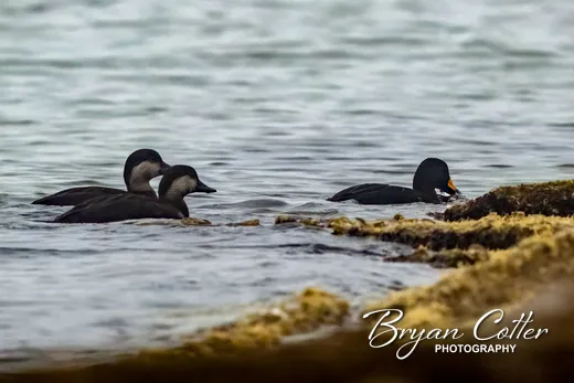 Black Scoter