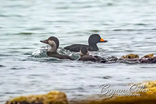 Black Scoter